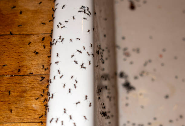 Best Affordable Pest Control Services  in Whitewater, WI